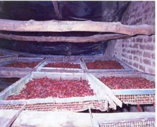 Large-scale drying of chillies