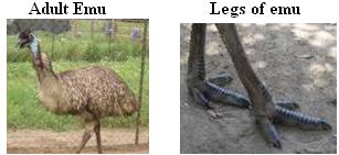 Adult emu