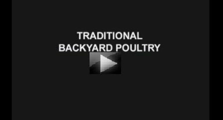 poultry-video
