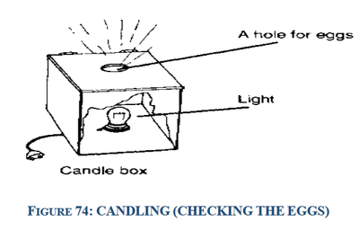 candling