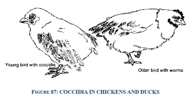 COCCIDIA IN CHICKENS AND DUCKS