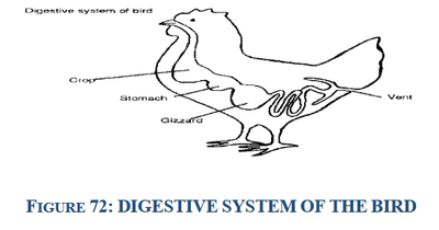 digestive system of the bird