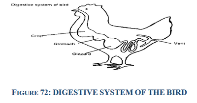 chicken digestive system