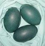 Emu eggs