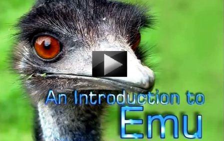 emu bird