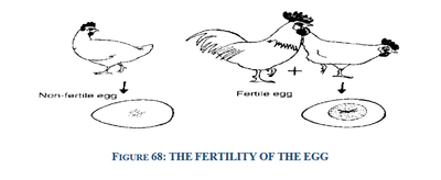 fertility of egg