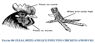 FLEAS, MITES AND LICE INFECTING CHICKENS AND DUCKS