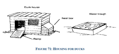 housing for ducks