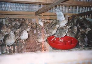 japanese quail farming