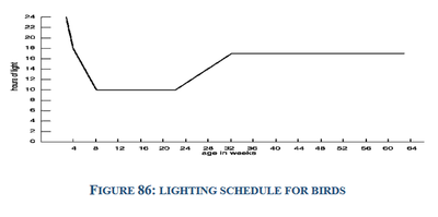 lighting schedule for birds
