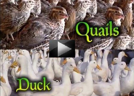 Watch Video on Quail-farming quail-farming