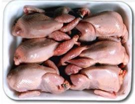 Quail meat