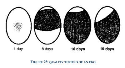 quality testing on egg