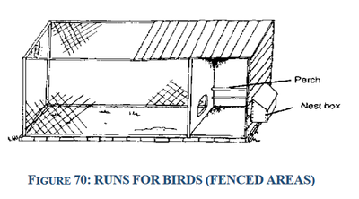 runs for birds