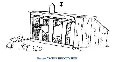 the broody hen