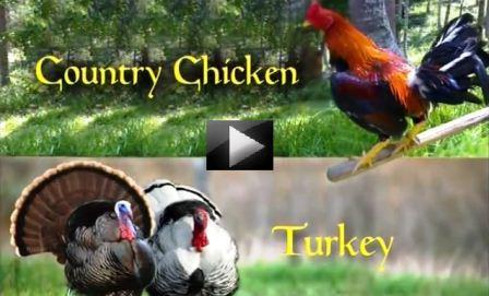 turkey-farming