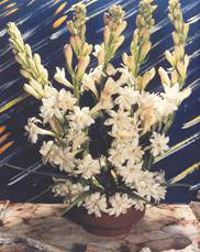 Tuberose Vikaspedia