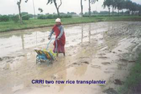 Tow Row Rice Transplanter