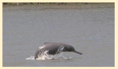 Dolphin ganaga