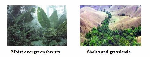 The Nilgiri Biosphere Reserve — Vikaspedia