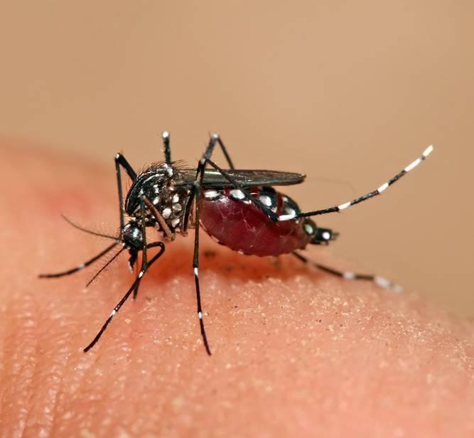 how to identify a dengue mosquito bite