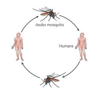 Dengue transmission