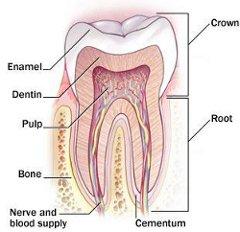Anotomy of tooth