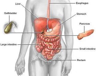 Digestive System