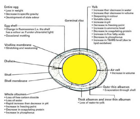 Entire egg