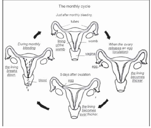 Menstrual History — Vikaspedia