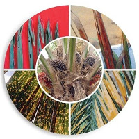 Oil Palm Management-English
