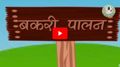 बकरी पालन बकरी पालन