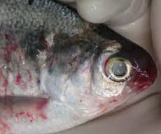 मछलियों में होनेवाली सामान्य बीमारियाँ एवं उपचार — Vikaspedia