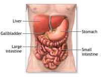 Digestive system organs.jpg
