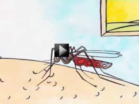  dengue1 