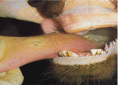 Disease Symptoms in the Mouth