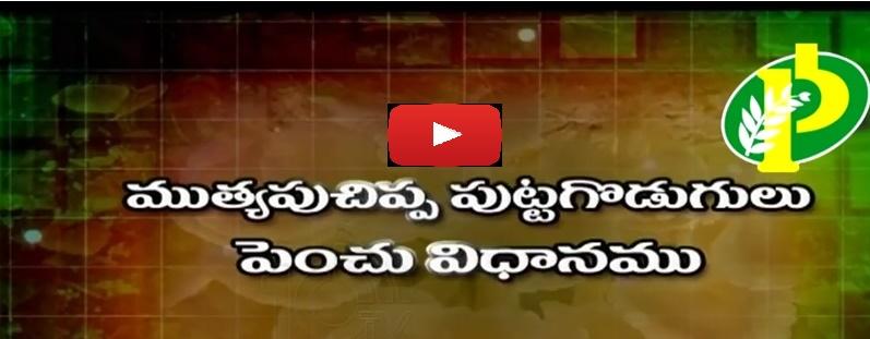 పుట్టగొడుగుల పెంపకం