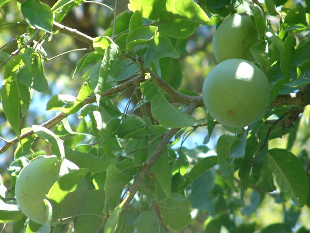 aegle marmelos medicinal uses