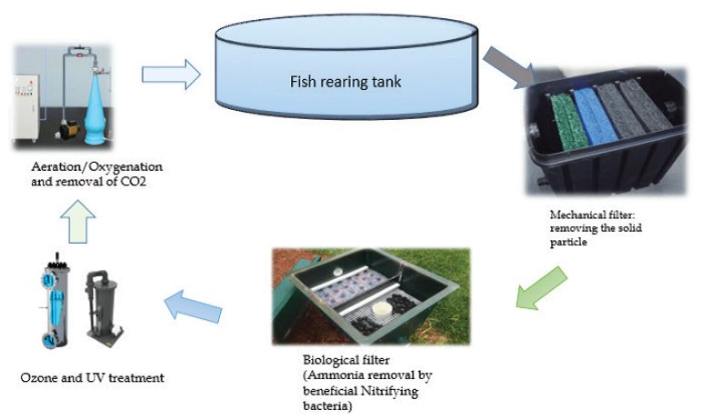 recirculating aquaculture system components