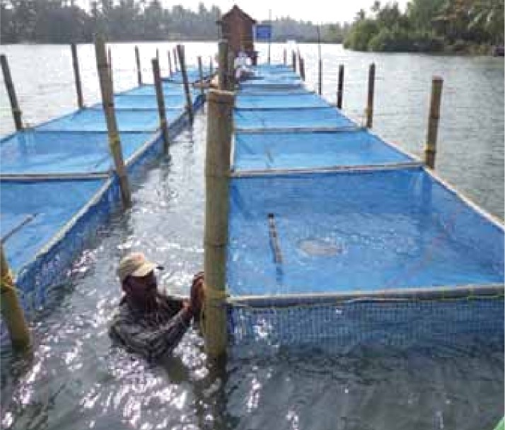 Sustainable Cage Fish Farming in Kerala