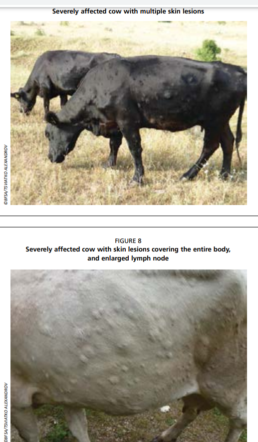 Farm Animals Infections From Pictures