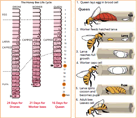 Queen Bee Life Cycle