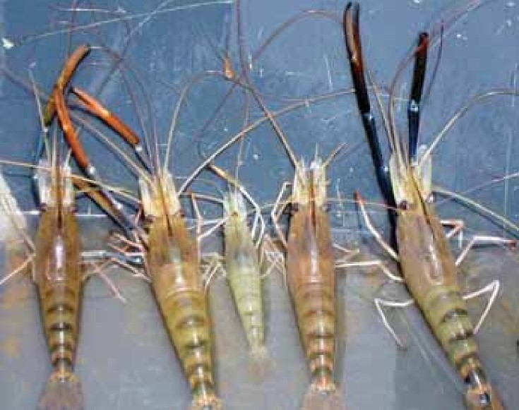 giant freshwater shrimp