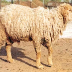 Breeds of Sheep & Goat — Vikaspedia