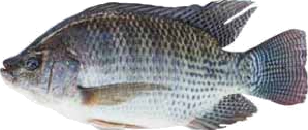 Production of Nile Tilapia — Vikaspedia