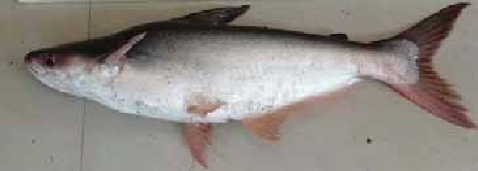 Pangasius shop catfish care