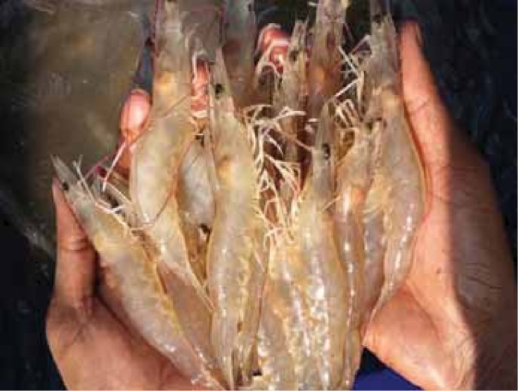 Production of Vannamei Shrimp — Vikaspedia