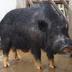 Breeds Of Pigs — Vikaspedia
