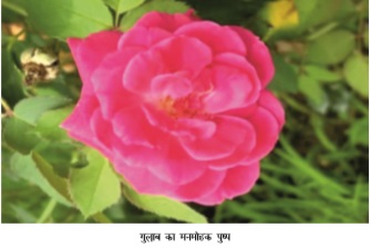 latest url images