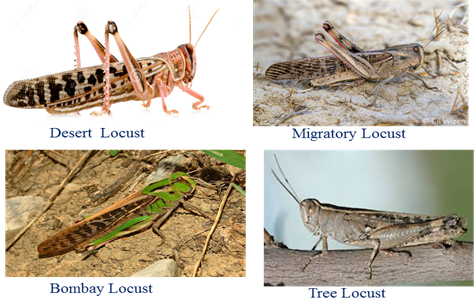 Locust Insect Identification Locust Insect Identification
